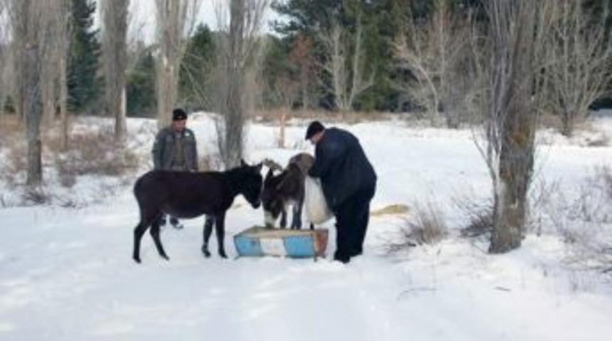 Doğadaki Sahipsiz Eşekler Aç Bırakılmadı