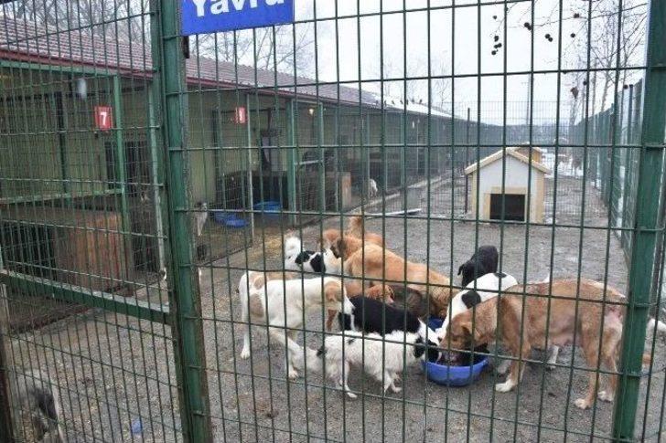 Düzce Belediyesi Hayvanları Soğuya Karşı Koruma Altına Alındılar