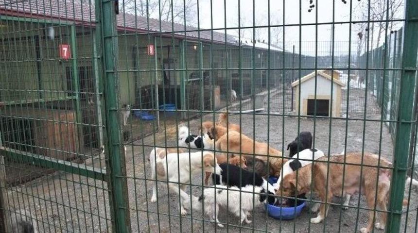 D&uuml;zce Belediyesi Hayvanları Soğuya Karşı Koruma Altına Alındılar