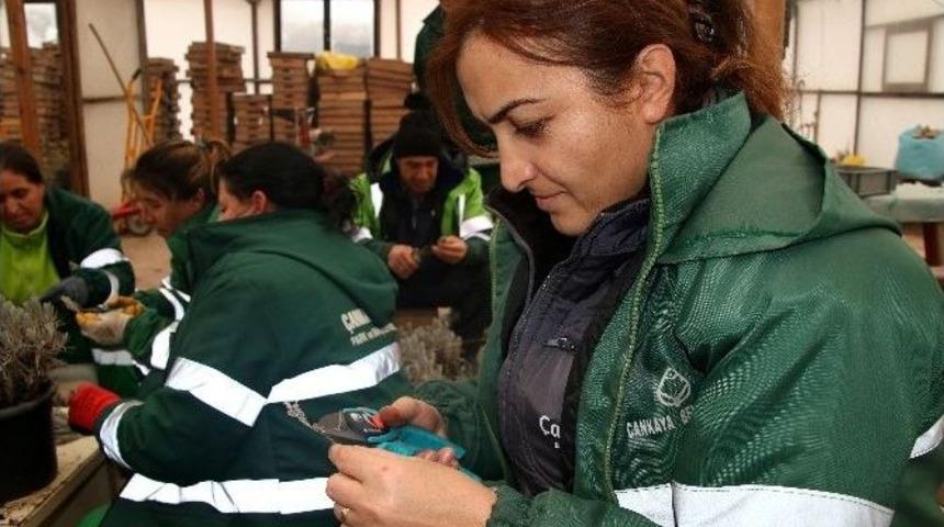 &Ccedil;ankaya&rsquo;da Yeşil Alan &Ccedil;alışmaları