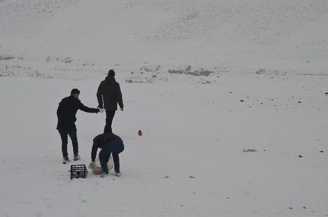 Yaban Hayvanları İçin Doğaya Yem Bırakıldı