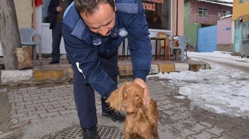 G&uuml;ny&uuml;z&uuml; Belediyesi Sokak Hayvanlarına Sahip &Ccedil;ıkıyor