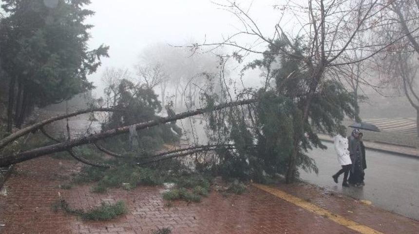 Gaziantep&rsquo;te Şiddetli Fırtına Ve Yağmur Ağa&ccedil;ları Yerinden S&ouml;kt&uuml;
