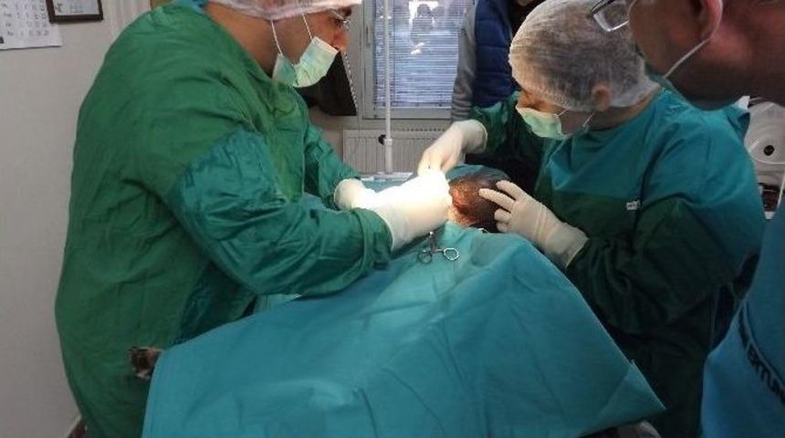 Sokak K&ouml;peğine T&uuml;m&ouml;r Ameliyatı