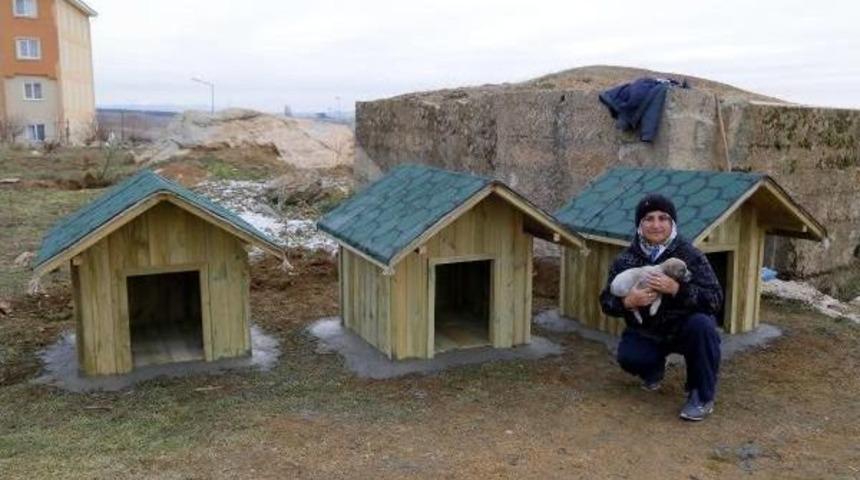 Kırklareli'de Sokaktaki K&ouml;peklere Kul&uuml;be