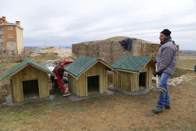 Kırklareli'de Sokaktaki Köpeklere Kulübe