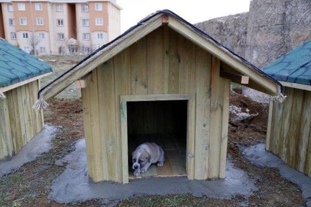 Kırklareli'de Sokaktaki Köpeklere Kulübe