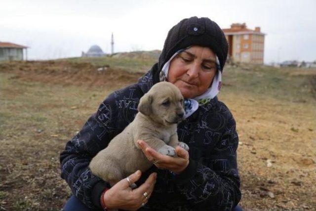 Kırklareli'de Sokaktaki Köpeklere Kulübe