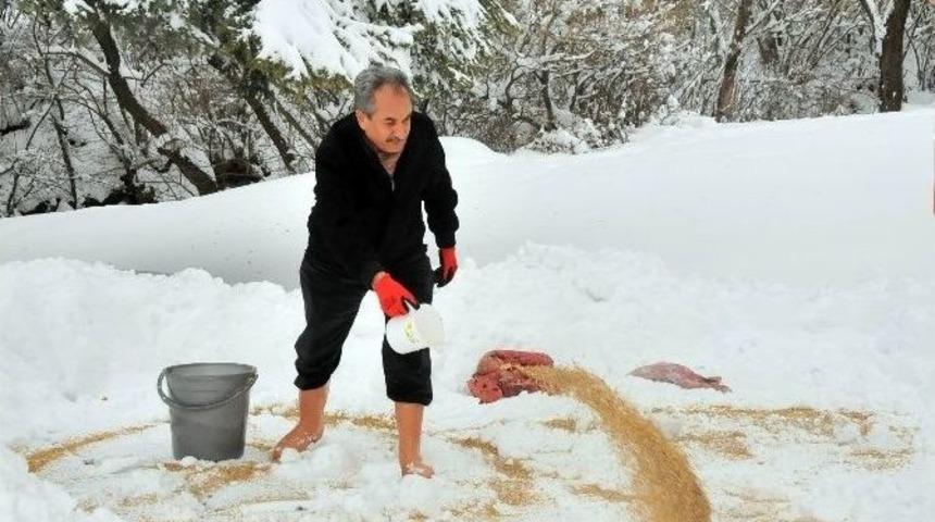 Akşehir Belediyesi Sokak Hayvanlarını Unutmadı