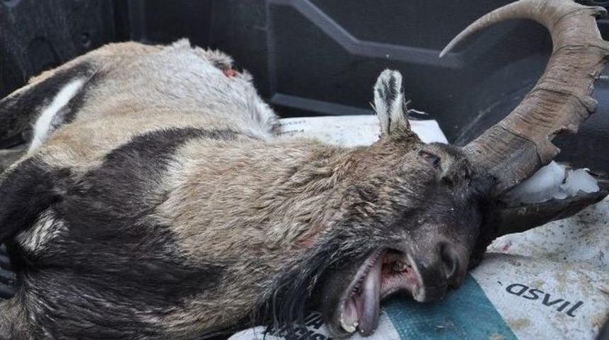 7 Yaşındaki Dağ Ke&ccedil;isi Ka&ccedil;ak Avcının Kurbanı Oldu