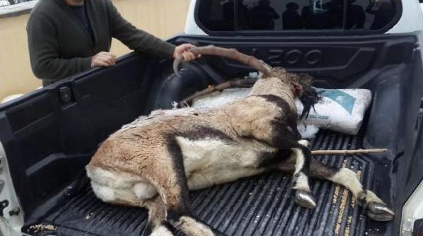 Tunceli'de Dağ Ke&ccedil;isi Vuran Avcıya 12 Bin Lira Ceza