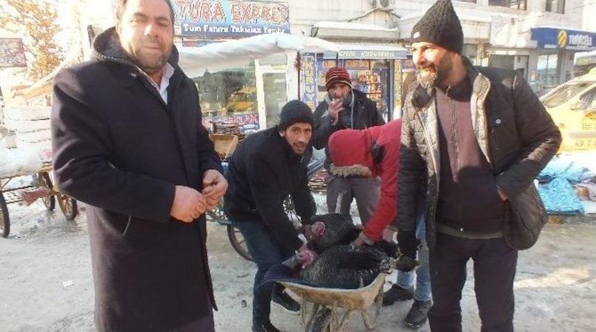 Organik Hindiler G&ouml;r&uuml;c&uuml;ye &Ccedil;ıktı
