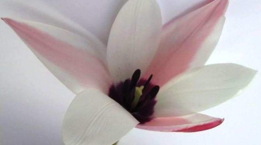 Bunlar Da Milli Laleler