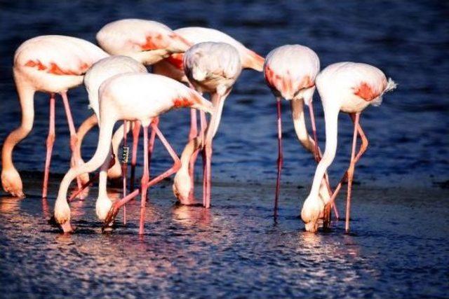 Flamingo Cenneti Için Koruma Önlemi Çağrısı