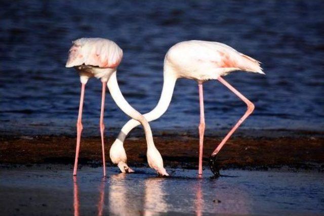 Flamingo Cenneti Için Koruma Önlemi Çağrısı