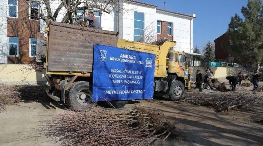 Ankara Büyükşehir Belediyesinden Çiftçilere Meyve Fidanı Desteği