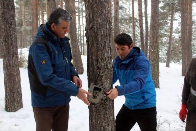 Ardahan Valisi Doğaya Yem Bıraktı