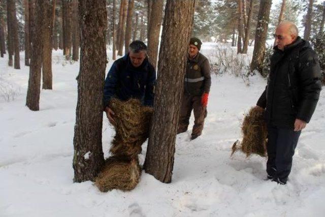 Ardahan Valisi Doğaya Yem Bıraktı