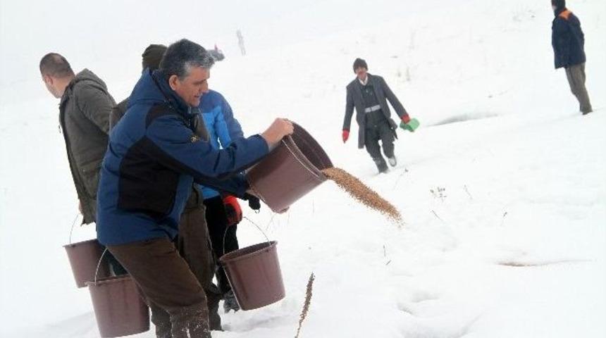 Yaban Hayat İ&ccedil;in Doğaya Yem Bırakıldı