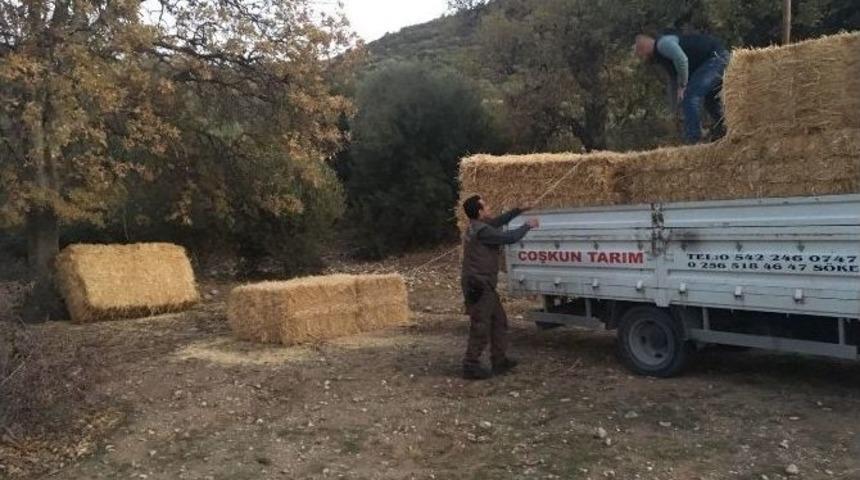 Karakış Şartlarından Değil Kuraklıktan Dolayı Yem Bırakıldı