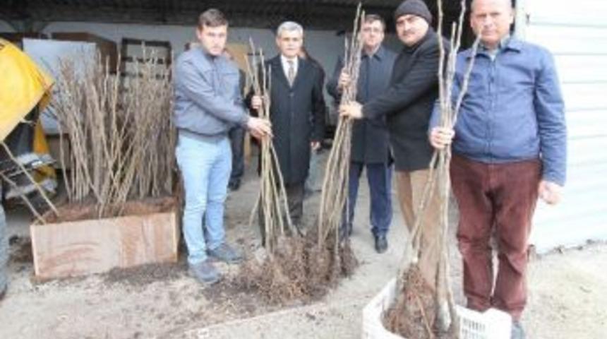 &Uuml;reticilere Bursa Siyahı İncir Fidanı Dağıtıldı