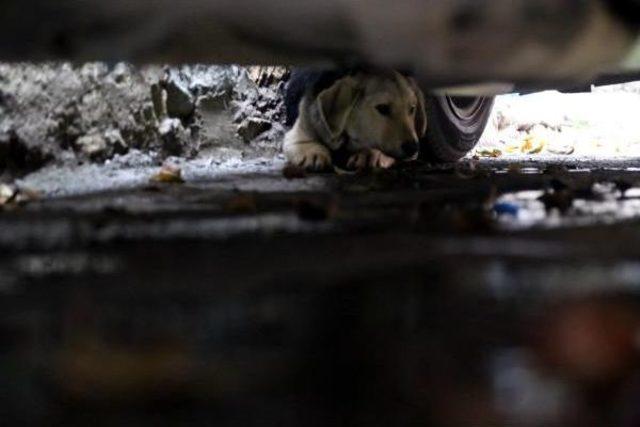 Otomobil Ile Duvar Arasına Sıkışan Köpeği Itfaiye Kurtardı 1