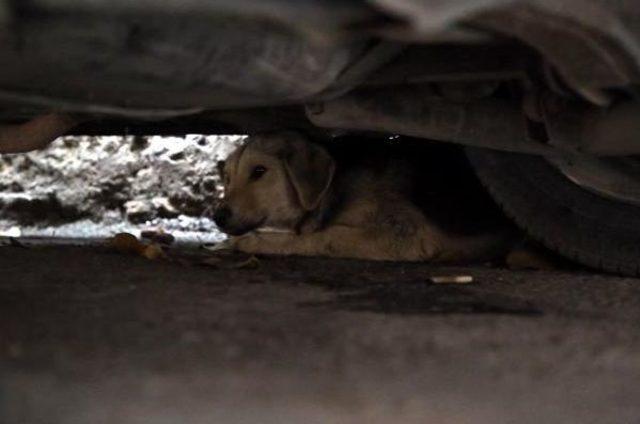 Otomobil Ile Duvar Arasına Sıkışan Köpeği Itfaiye Kurtardı 3