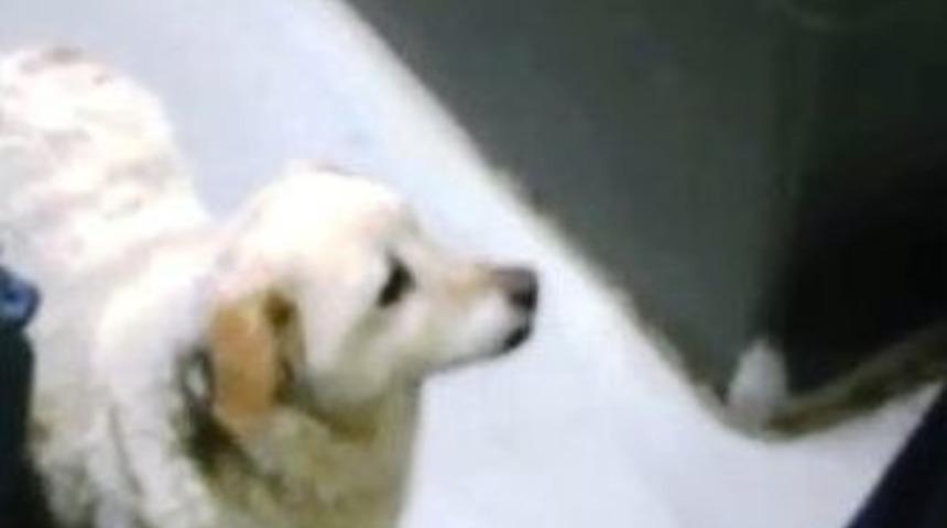 Otob&uuml;steki S&uuml;rpriz Yolcu Şaşırttı