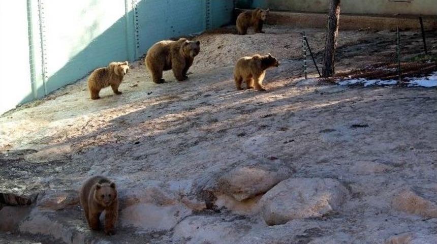 Gaziantep&rsquo;te Ayılar Kış Uykusuna Yatmadı
