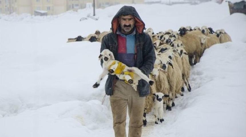 Ovacık&rsquo;ta Kar Yağışı Hayvancılıkla Uğraşanları Da Etkiliyor