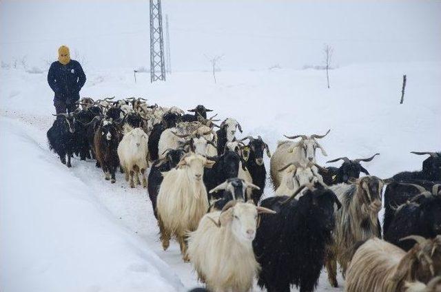 Ovacık’ta Kar Yağışı Hayvancılıkla Uğraşanları Da Etkiliyor