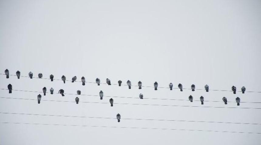 Elektrik Tellerine Dizilen G&uuml;vercinler Notaları Andırdı