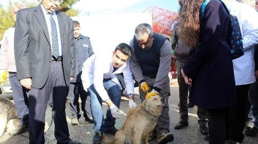 Yerel Hayvan M&uuml;fettişlerinin Eğitimleri Başladı