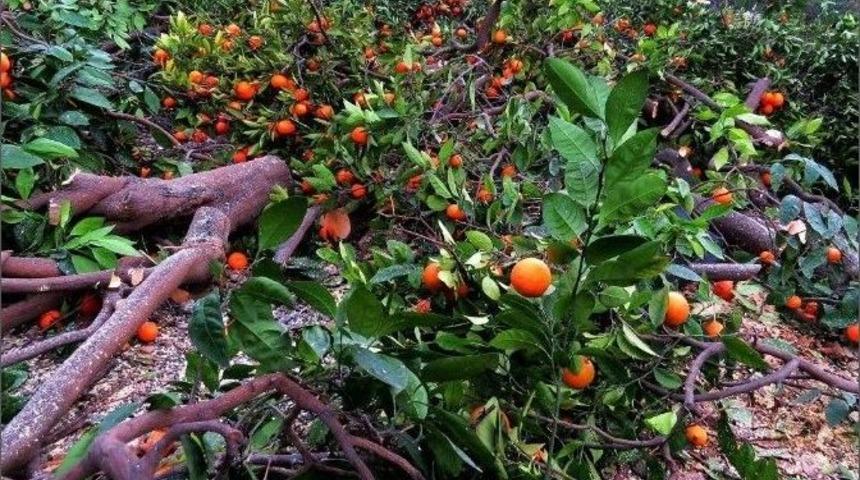 D&uuml;ş&uuml;k Fiyat, Mandalina Ağa&ccedil;larını S&ouml;kt&uuml;rd&uuml;
