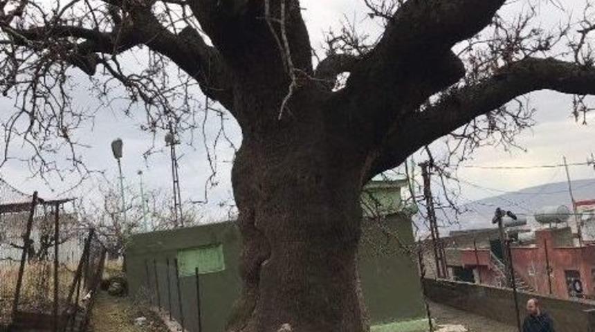 T&uuml;rbe Ve Anıt Ağa&ccedil; İlgi Bekliyor