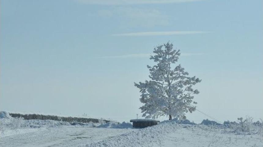 Kars&rsquo;ta Kırağı Tutan Ağa&ccedil;lar Kartpostallık G&ouml;r&uuml;nt&uuml;ler Oluşturdu