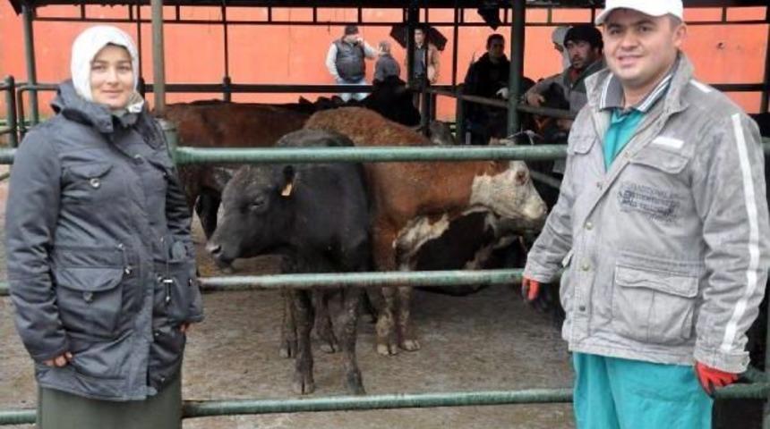 Zonguldak'ta Gen&ccedil; &Uuml;reticilere B&uuml;y&uuml;kbaş Hayvan Desteği