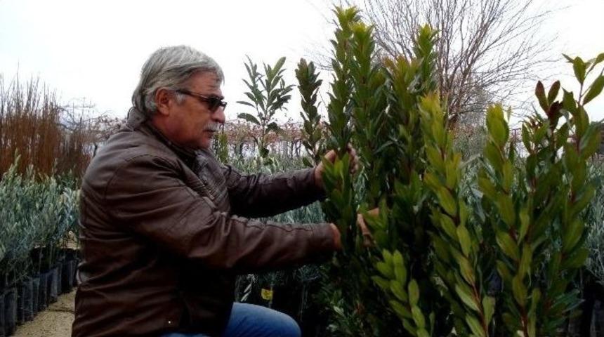 Dağ &Ccedil;ileği Ve Tatlı Narda Talep Patlaması