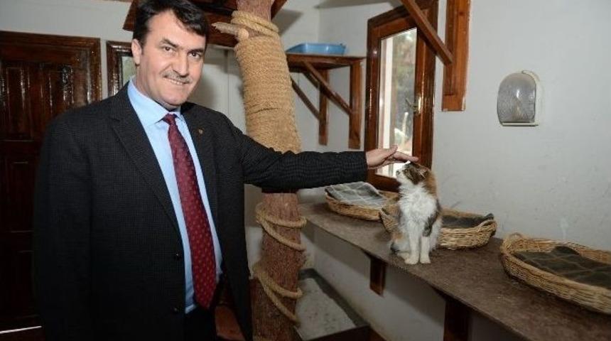 Sokak Hayvanları Sahipsiz Kalmadı