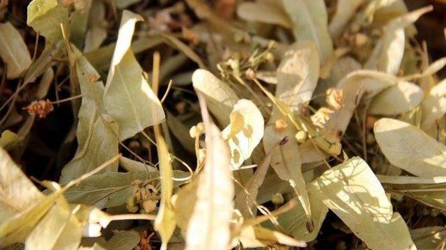 Ihlamurun Kilosu 150 Liradan Satılıyor