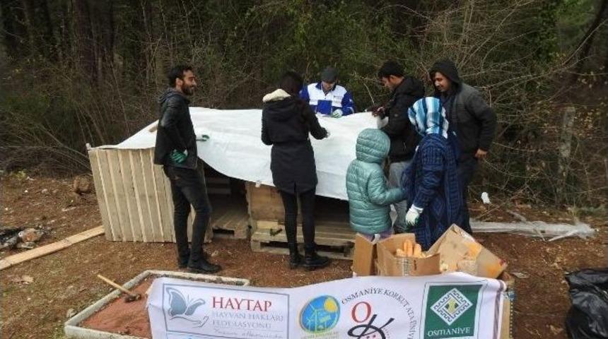 Osmaniye Belediyesi Ve Ok&uuml; &Ouml;ğrenci Kul&uuml;pleri, Sokak K&ouml;peklerine Kul&uuml;be Yaptı