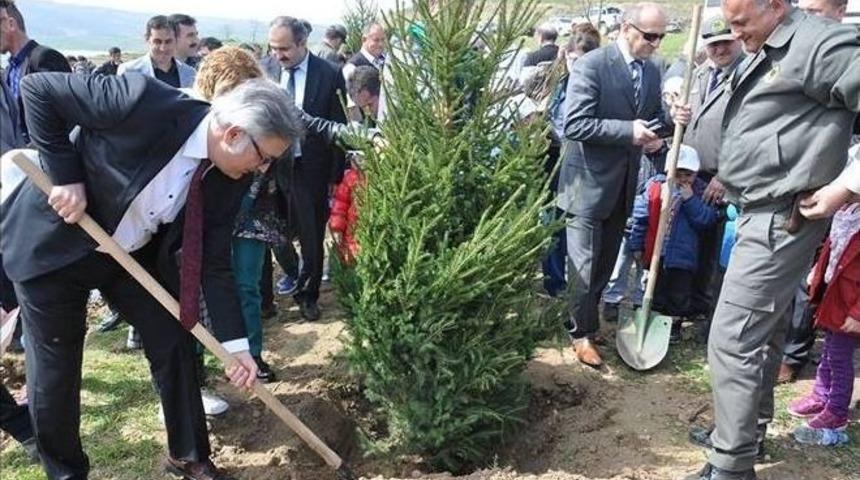 Yıl Başında Ağa&ccedil; Kesme Fidan Dik