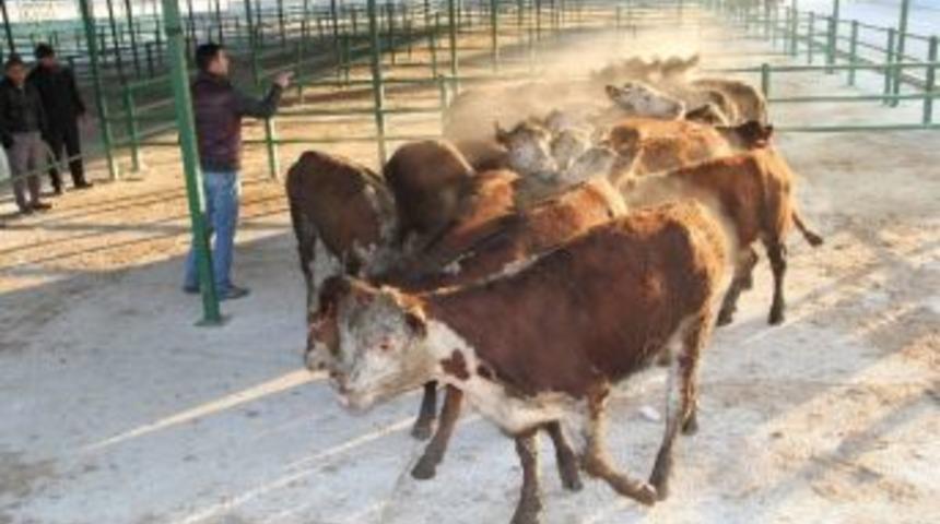 Gen&ccedil; &Ccedil;ift&ccedil;ilere Hayvan Desteği