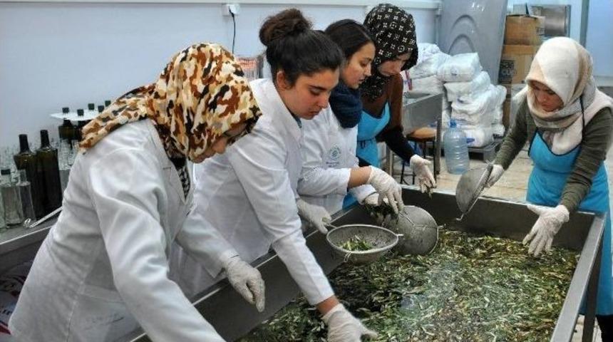 Neü Gıda Mühendisliği Bölümü Zeytinyağı Üretmeye Başladı