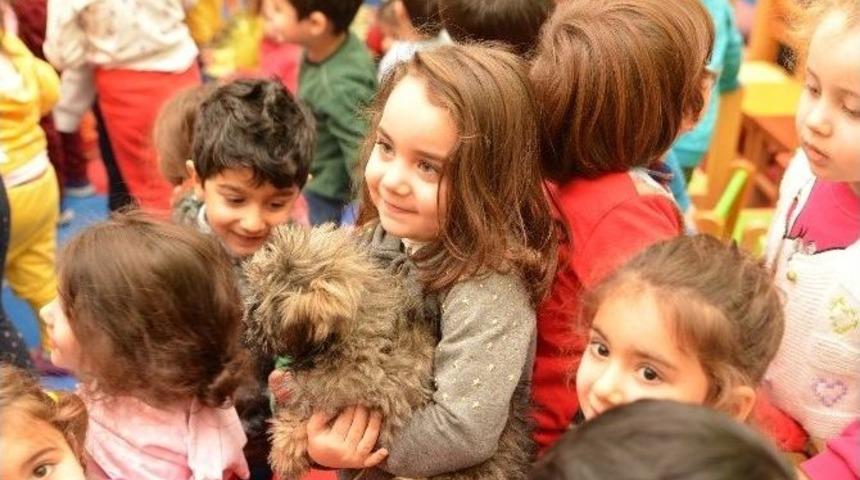 Sokak Hayvanları Sahiplendirmede B&uuml;y&uuml;k Başarı