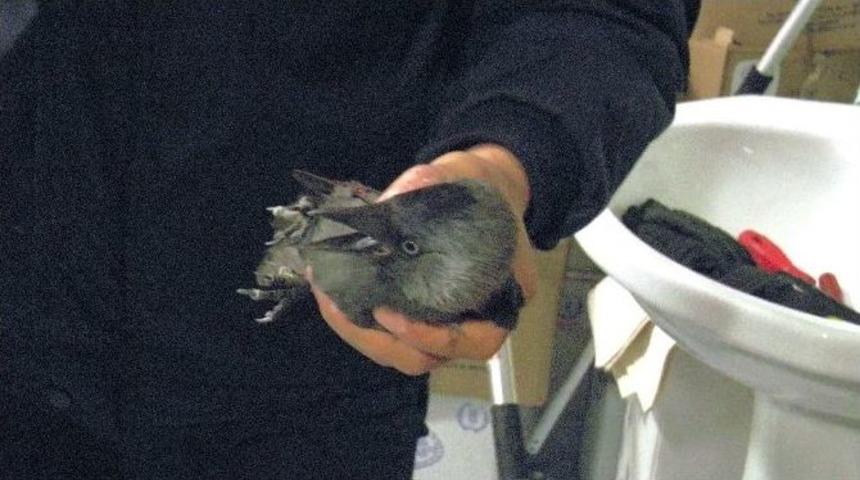 (özel Haber) Havalandırma Boşluğuna Sıkışan Yavru Kargaya İki Saatlik Operasyon