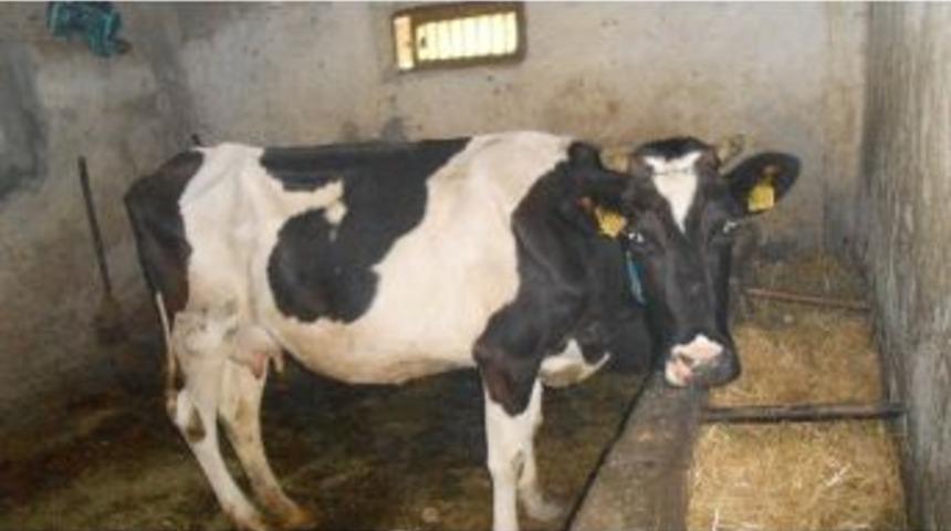 Eskişehir&rsquo;de B&uuml;y&uuml;kbaş Hayvan Hırsızlığı