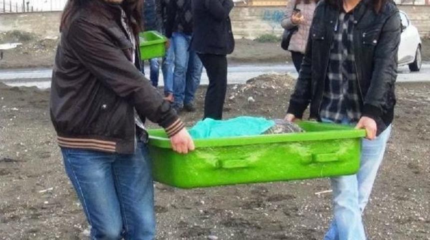 Tedavi Edilen 2 Kaplumbağa Denizle Buluştu