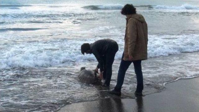 Tedavi Edilen 2 Kaplumbağa Denizle Buluştu