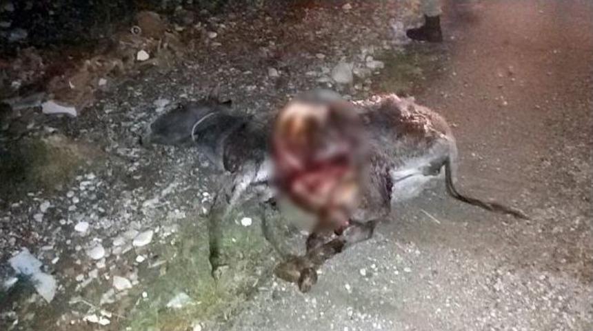 Otomobil Eşeğe &Ccedil;arptı: 1 Yaralı